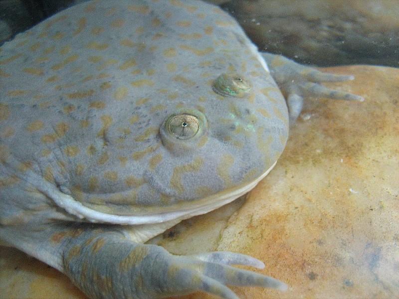 Lepidobatrachus laevis  05.jpg